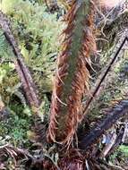 Plancia ëd Dryopteris unidentata (Hook. & Arn.) C. Chr.