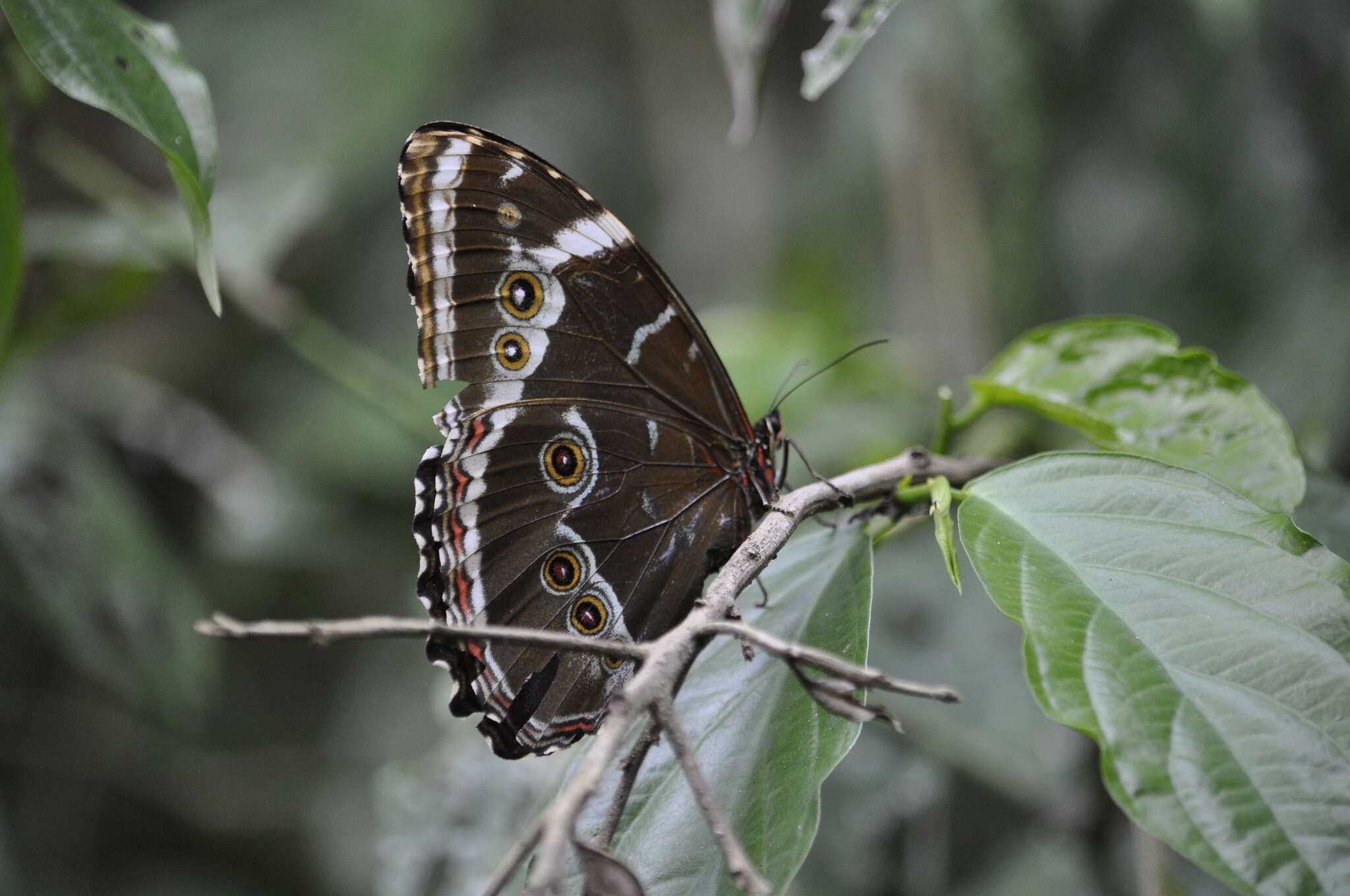 Morpho helenor achillides的圖片