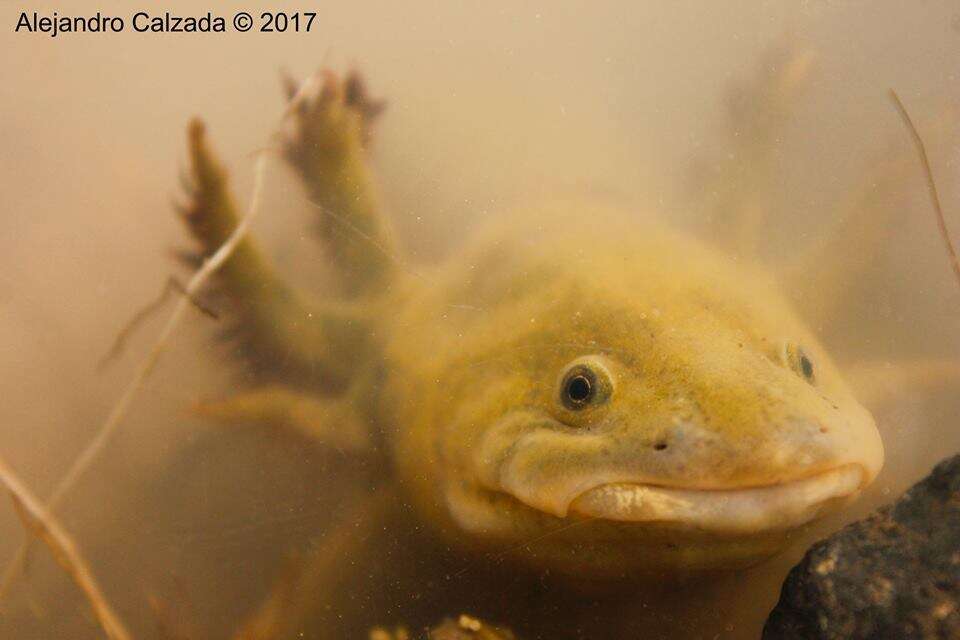 Image of Ambystoma granulosum Taylor 1944