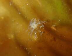 Image of Athecate hydroid