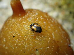 Image of Leaf beetle