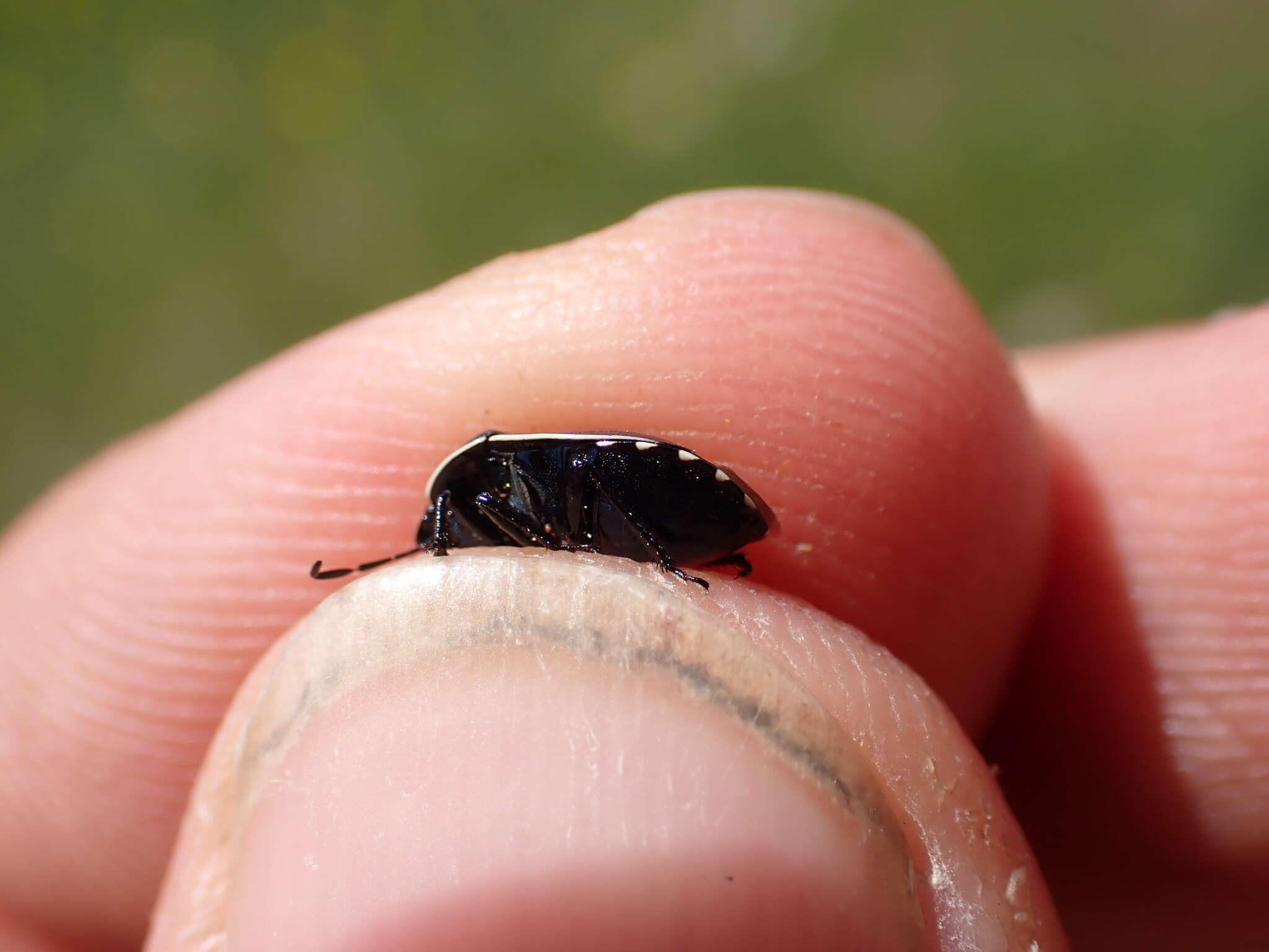 Image de <i>Canthophorus dubius</i>