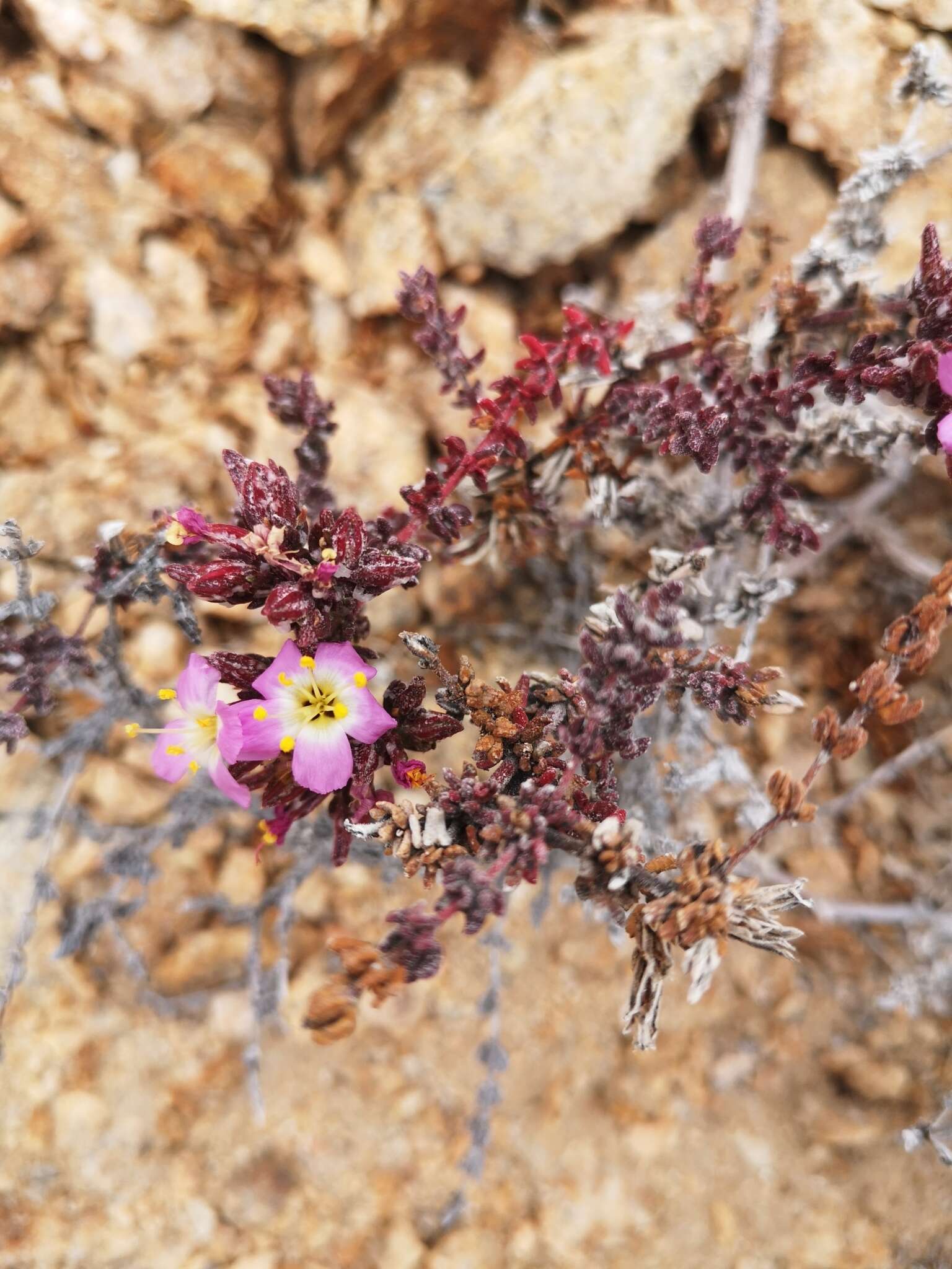 Image of Frankenia chilensis Presl