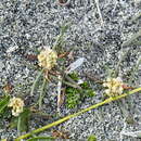 Imagem de Knorringia sibirica subsp. thomsonii (Meisner) S. P. Hong