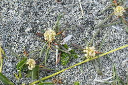 Image of Knorringia sibirica subsp. thomsonii (Meisner) S. P. Hong