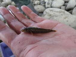 Слика од Rhinogobius candidianus (Regan 1908)