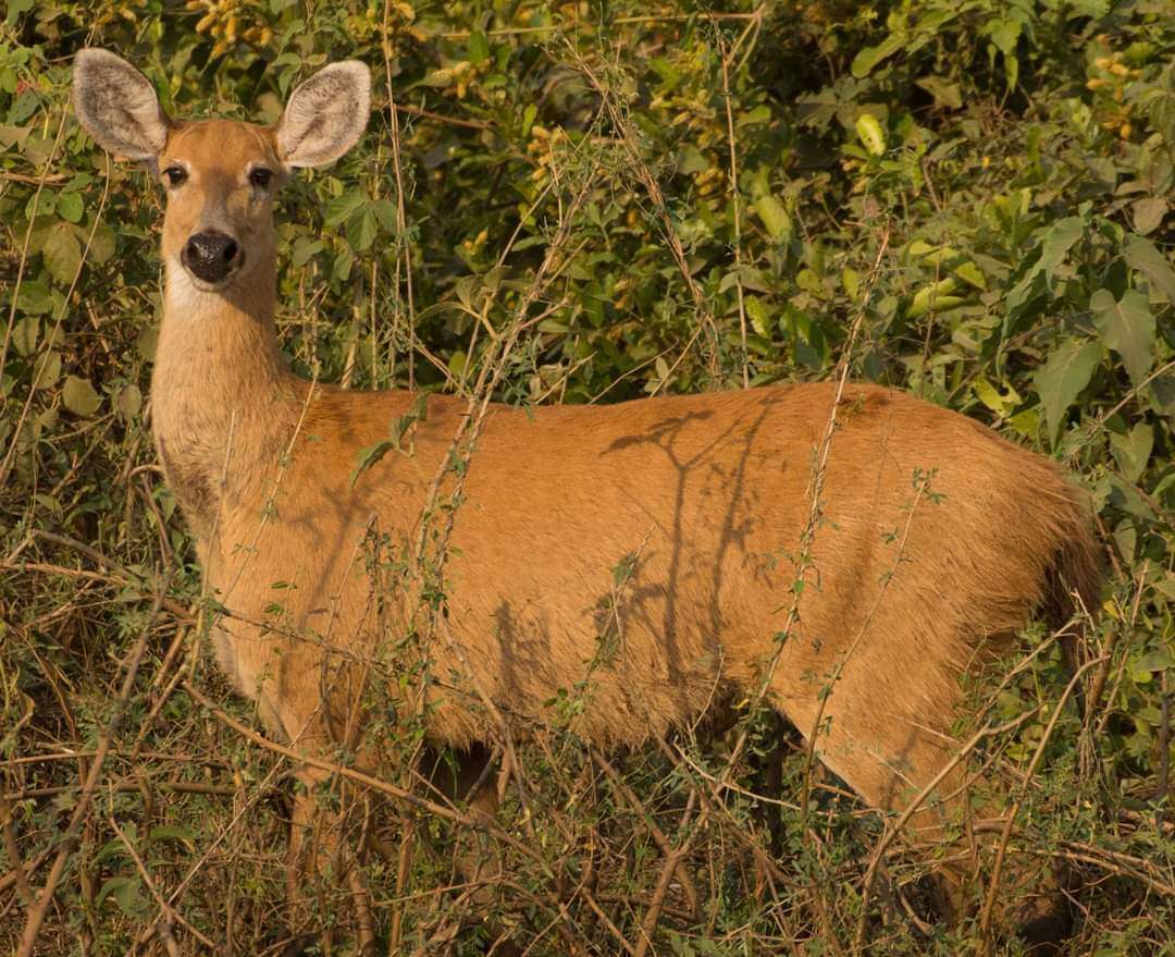 Image of Swamp Deer