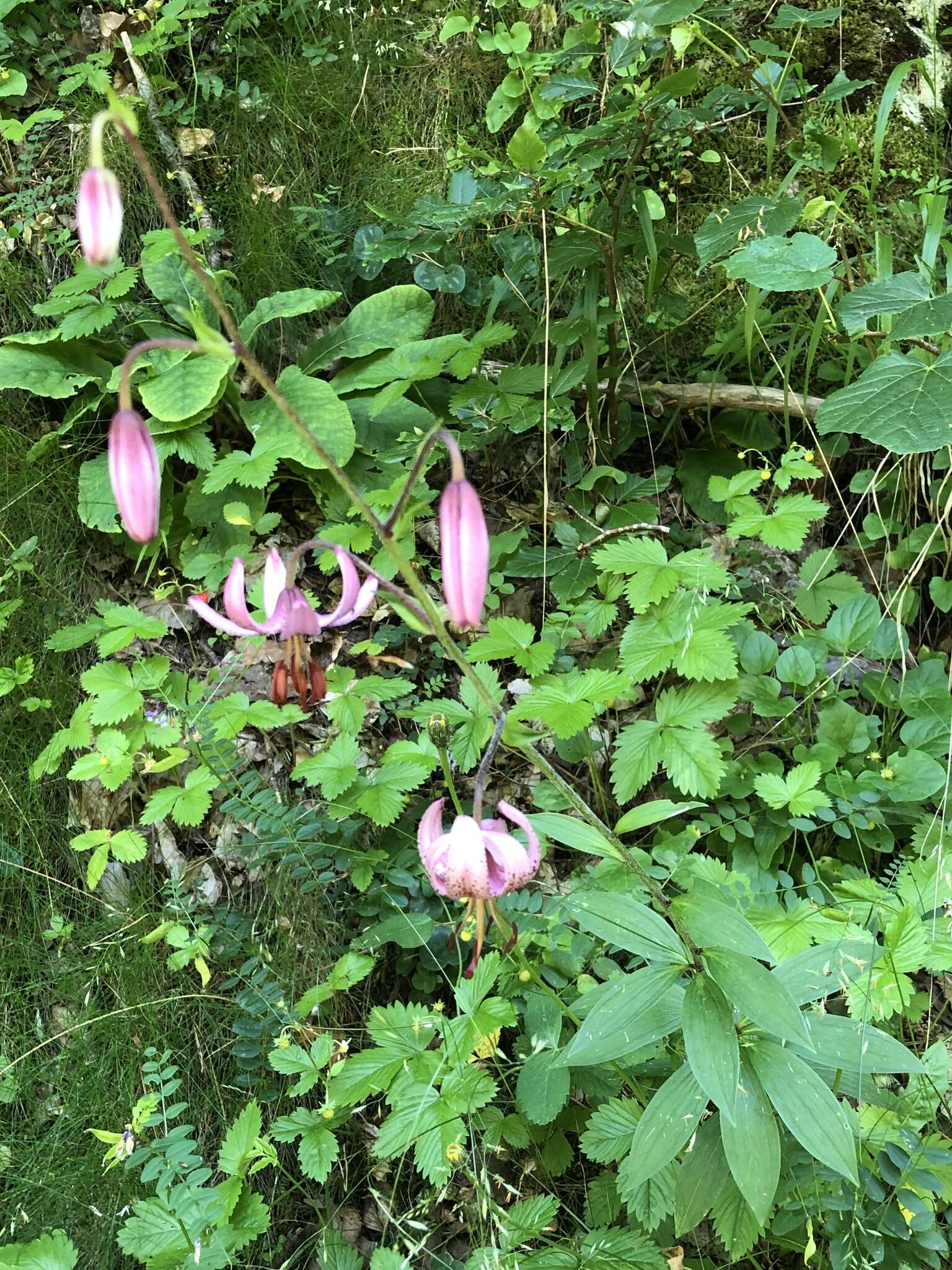 Lilium martagon var. martagon的圖片