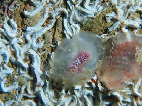 Image of hairy sea-squirt