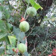 Image of Ibervillea lindheimeri (A. Gray) Greene