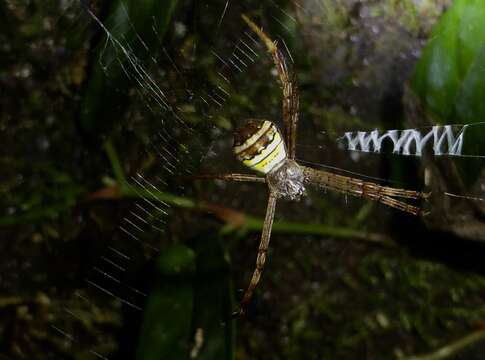 Image of Argiope pulchella Thorell 1881