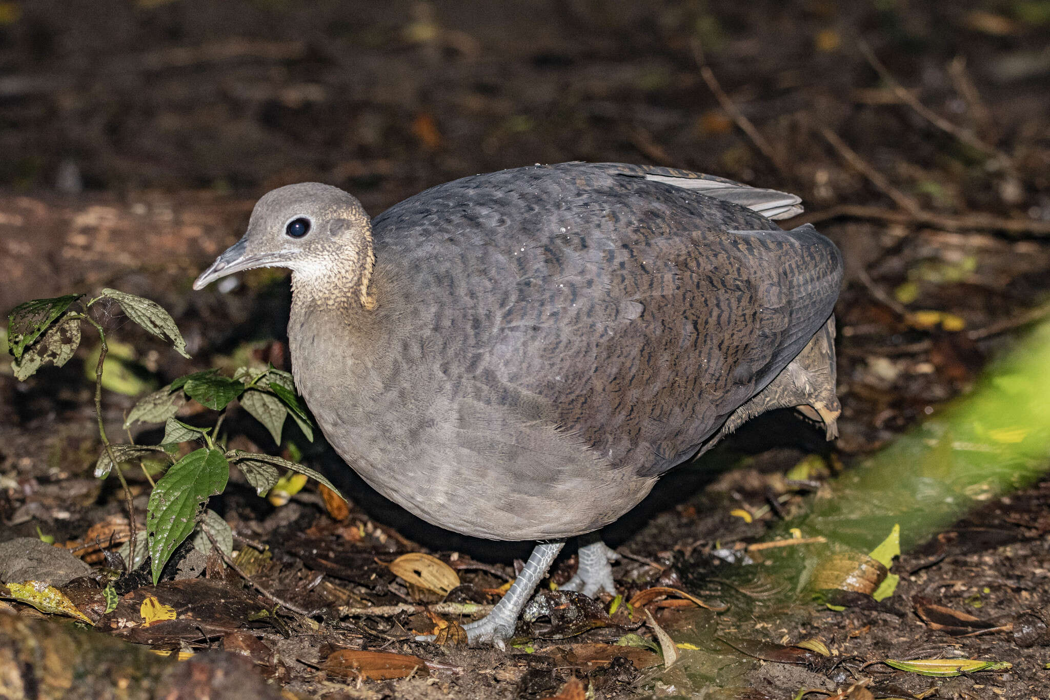 Image of Solitary Tinamou