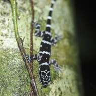 Image of Banded Forest Gecko