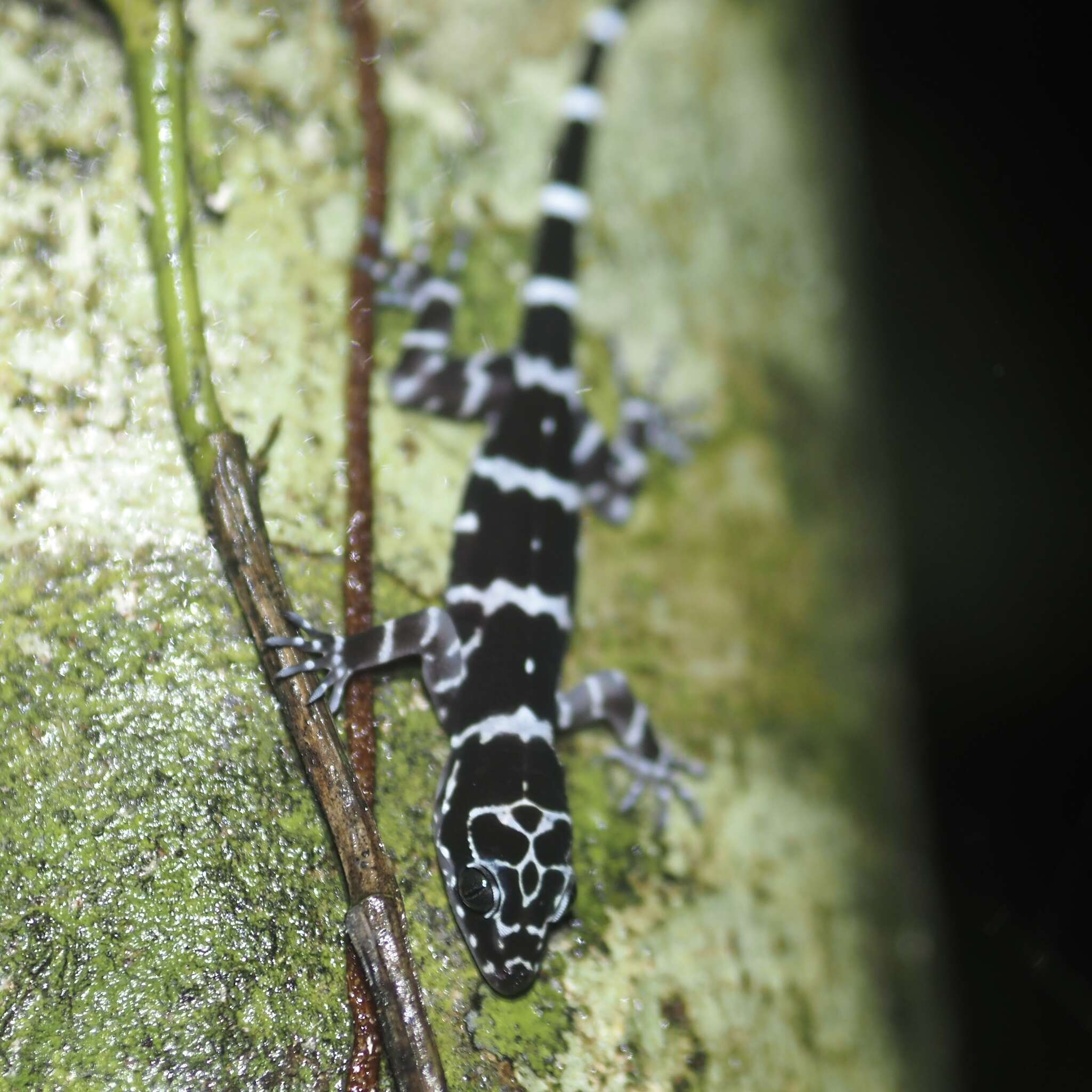 Image of Banded Forest Gecko