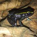 Imagem de Phyllobates aurotaenia (Boulenger 1913)