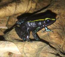 Image of Kokoe Poison Frog
