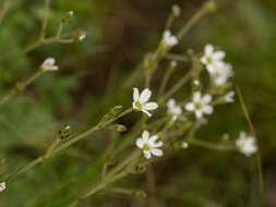 Image of Eremogone juncea (M. Bieb.) Fenzl