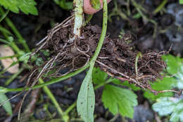 Слика од Myosotis secunda A. Murray