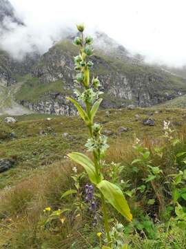 Image of Swertia speciosa G. Don