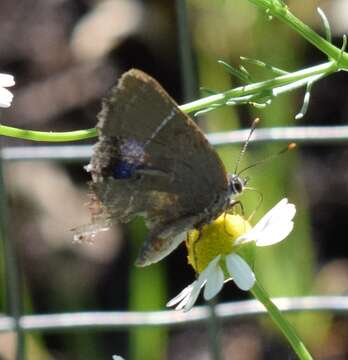 Image of White-M Hairstreak