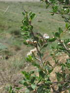 Image of Atraphaxis replicata Lam.