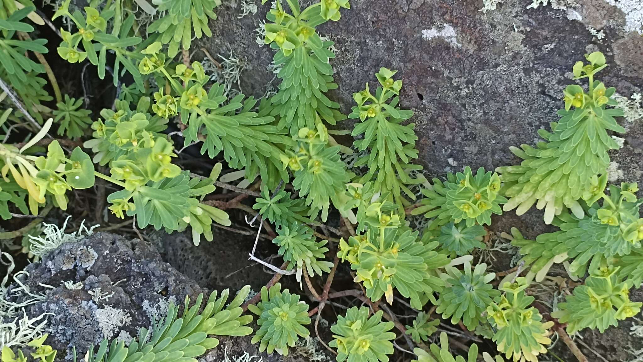 Слика од Euphorbia azorica Hochst.