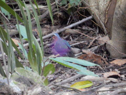 Image of Common Emerald Dove