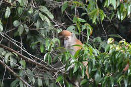 Macaca fascicularis fascicularis (Raffles 1821) resmi