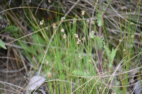 Image of Sand Spike-Rush