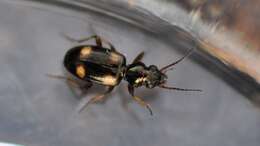 Imagem de Bembidion (Bembidion) quadrimaculatum (Linnaeus 1760)