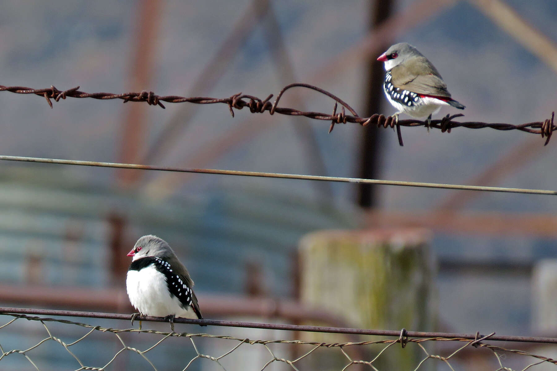 Image of Diamond Firetail