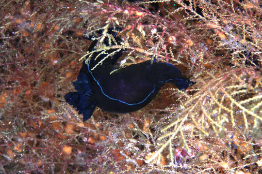 Image of Black nudibranch