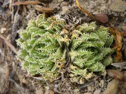 Image of Haworthia herbacea (Mill.) Stearn