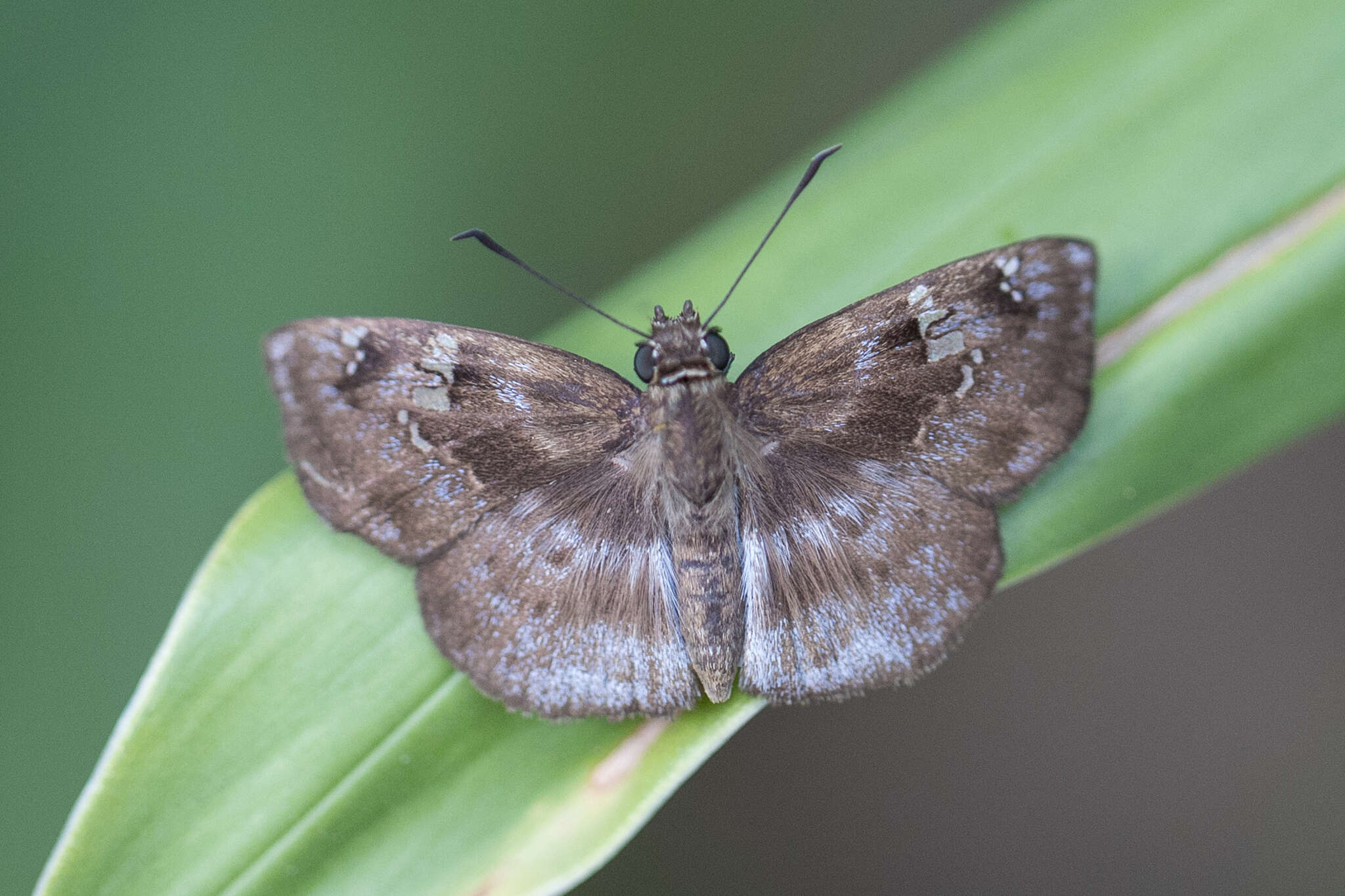 Imagem de Quadrus ulucida Plötz 1884