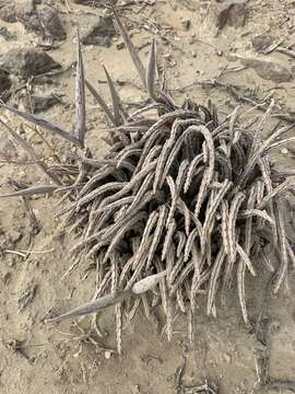 Image of Ceropegia longipedicellata (A. Berger) Bruyns