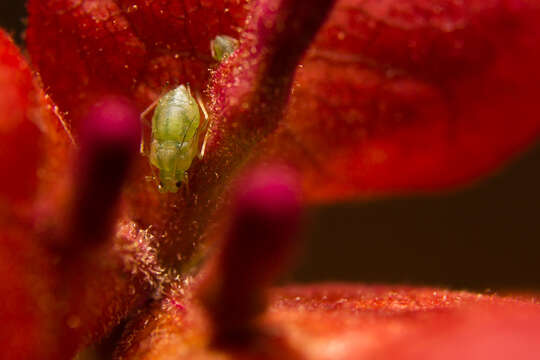 Image of Soybean aphid