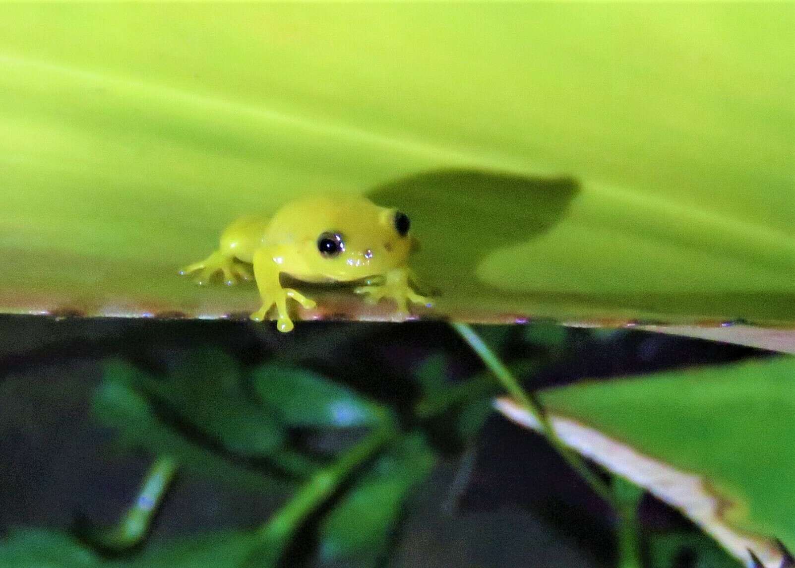 Image of Mata do Catolé Heart-tongued Frog