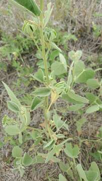 Image of Berlandier's Indian mallow