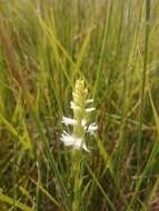 صورة Spiranthes diluvialis Sheviak