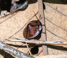 صورة Canistra (Canistrella) rubiginosa (Guérin-Méneville 1844)