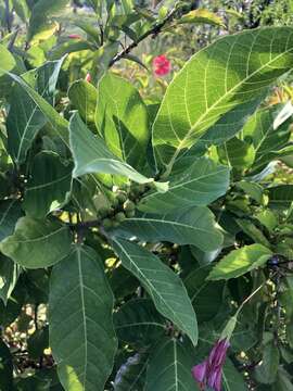 Image of Ficus cumingii Miq.