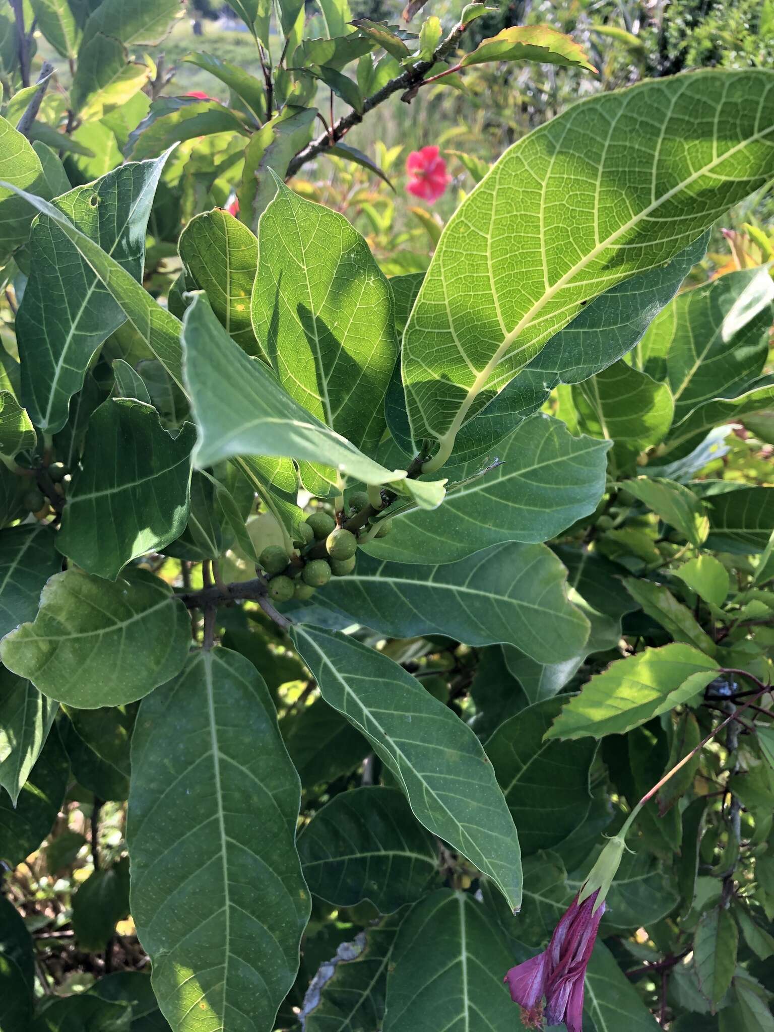 Image of Ficus cumingii Miq.