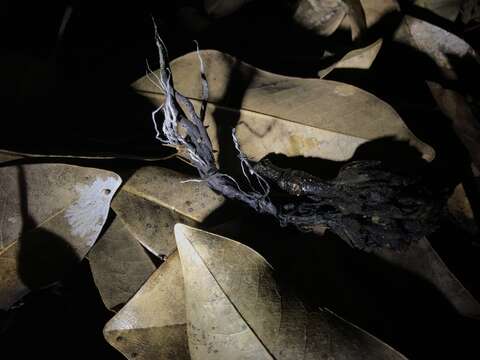 Imagem de Xylaria magnoliae J. D. Rogers 1979