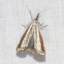 Image of Agriphila costalipartella