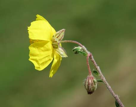 Image of Helianthemum nummularium subsp. obscurum (Celak.) J. Holub