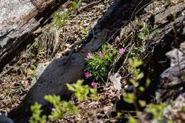 Слика од Silene caroliniana subsp. wherryi (Small) R. T. Clausen