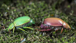 Imagem de Chrysina costata (Blanchard 1850)