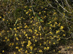 Image of Moapa bladderpod