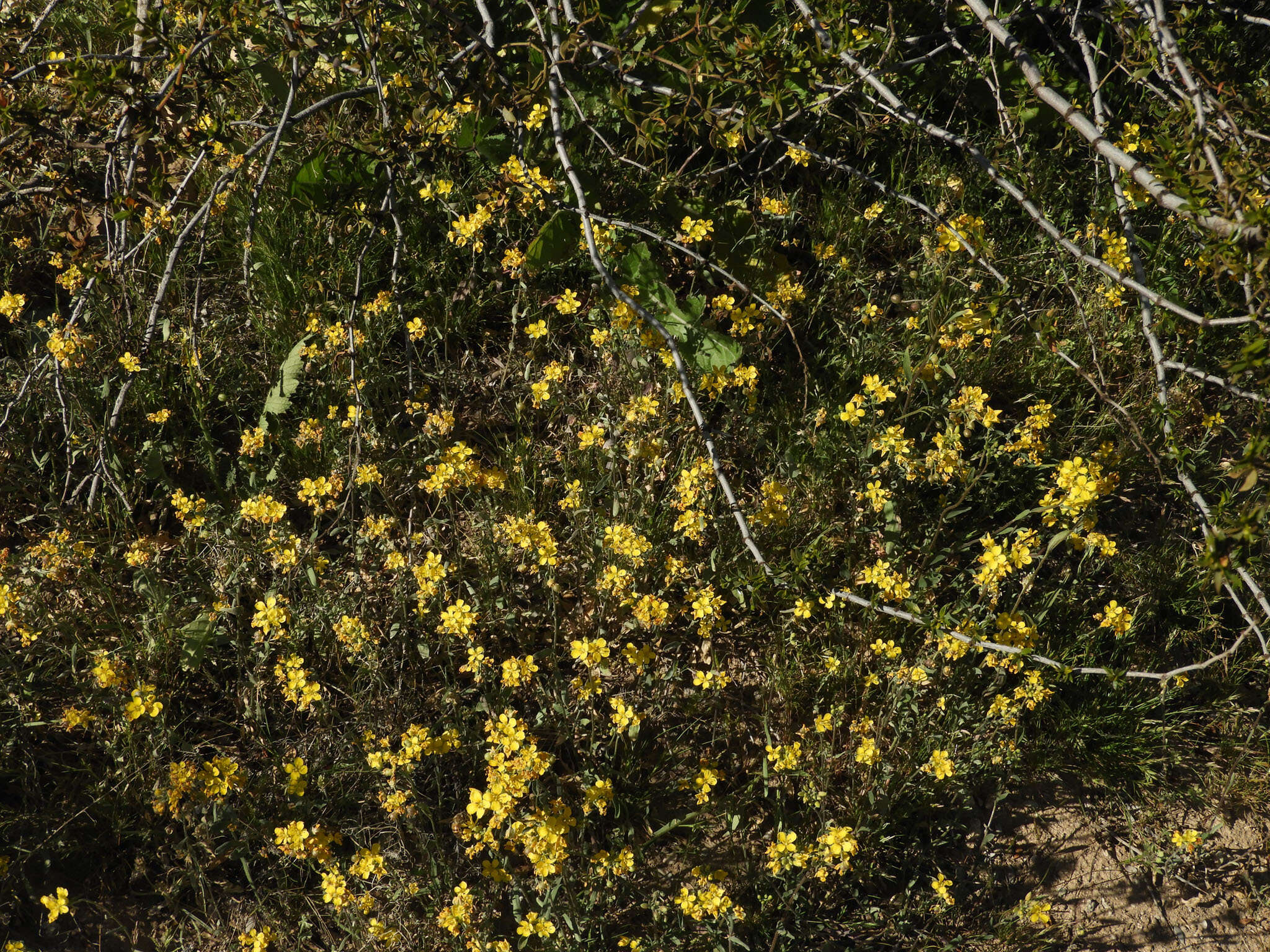 Image of Moapa bladderpod