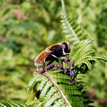 Image of Eristalis intricaria (Linnaeus 1758)